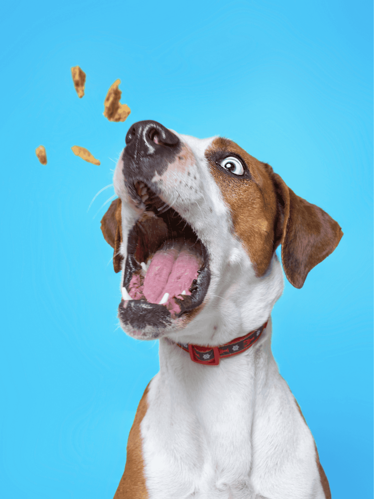 Dog eating biscuits, playful pet with open mouth.