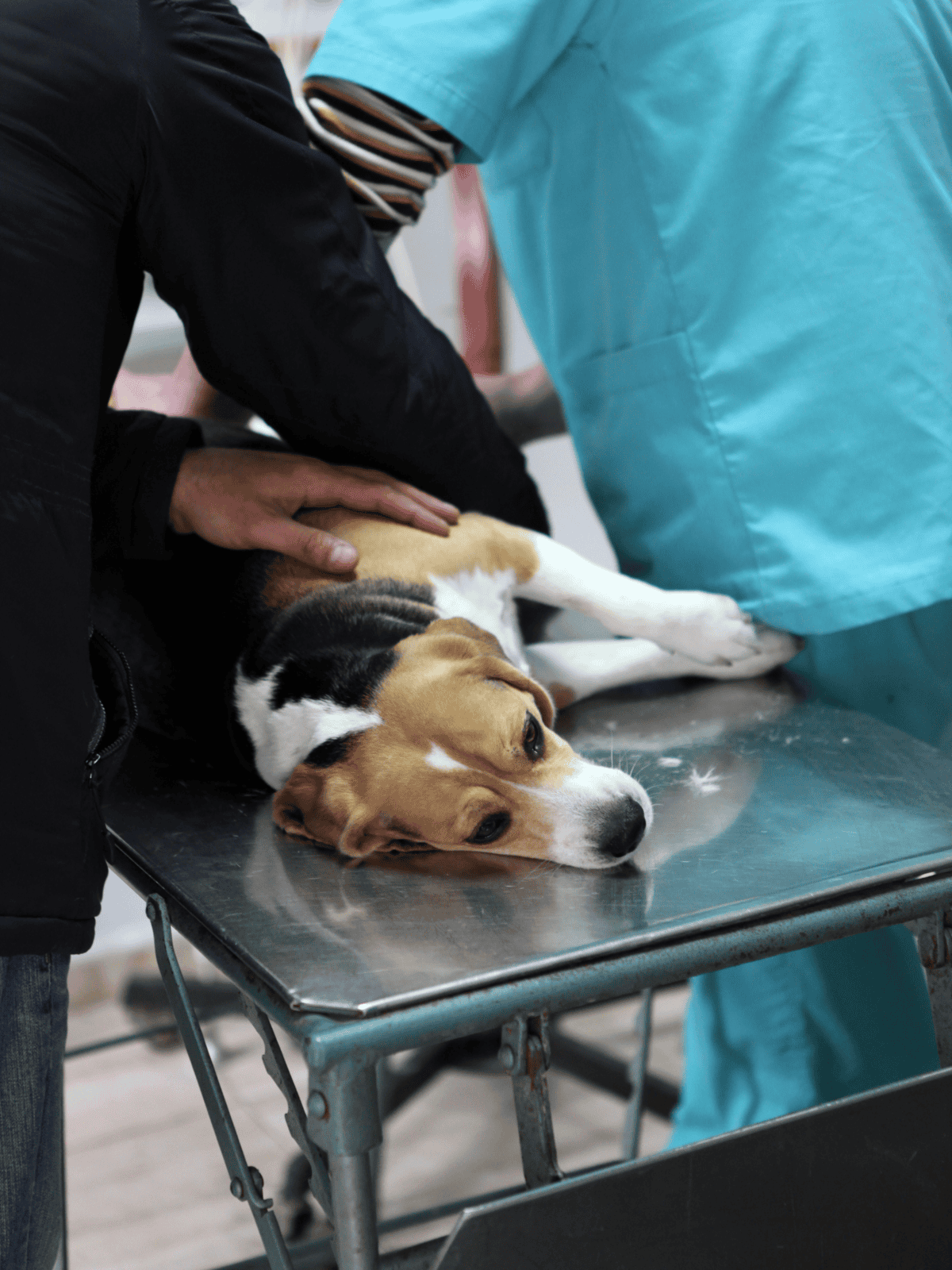 Vet exam with dog on metal table, veterinary professionals, healthcare for pets, dog wellness, professional pet checkup.