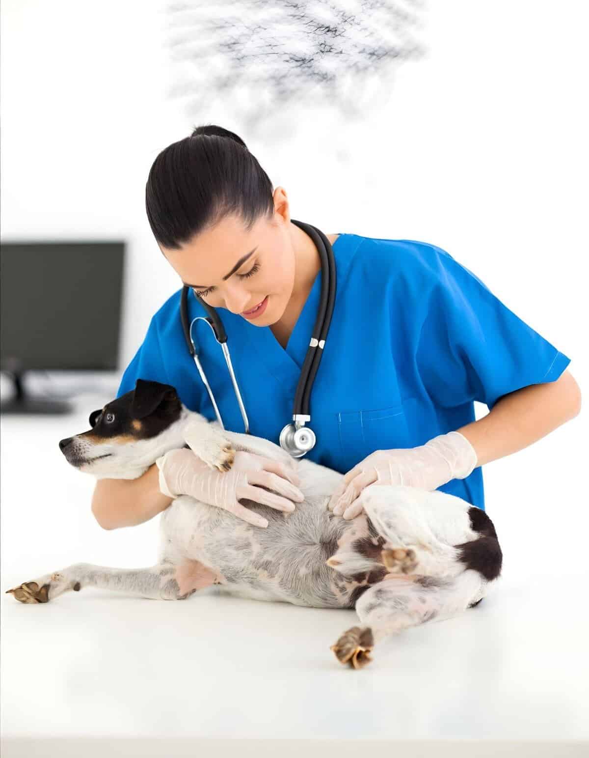 A veterinarian in blue scrubs gently checks a small puppy with a stethoscope and gloves, ensuring pet health and wellness.
