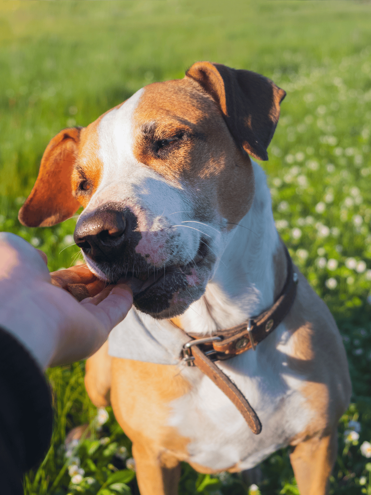 Dog happily eating treats during outdoor walk or training session.