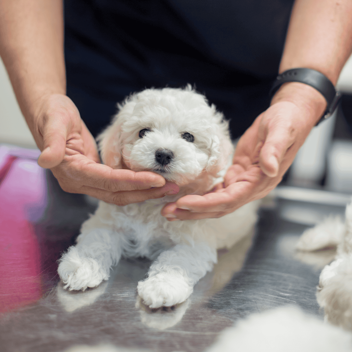 Adorable white puppy being gently held by a person at a veterinary or rescue center.