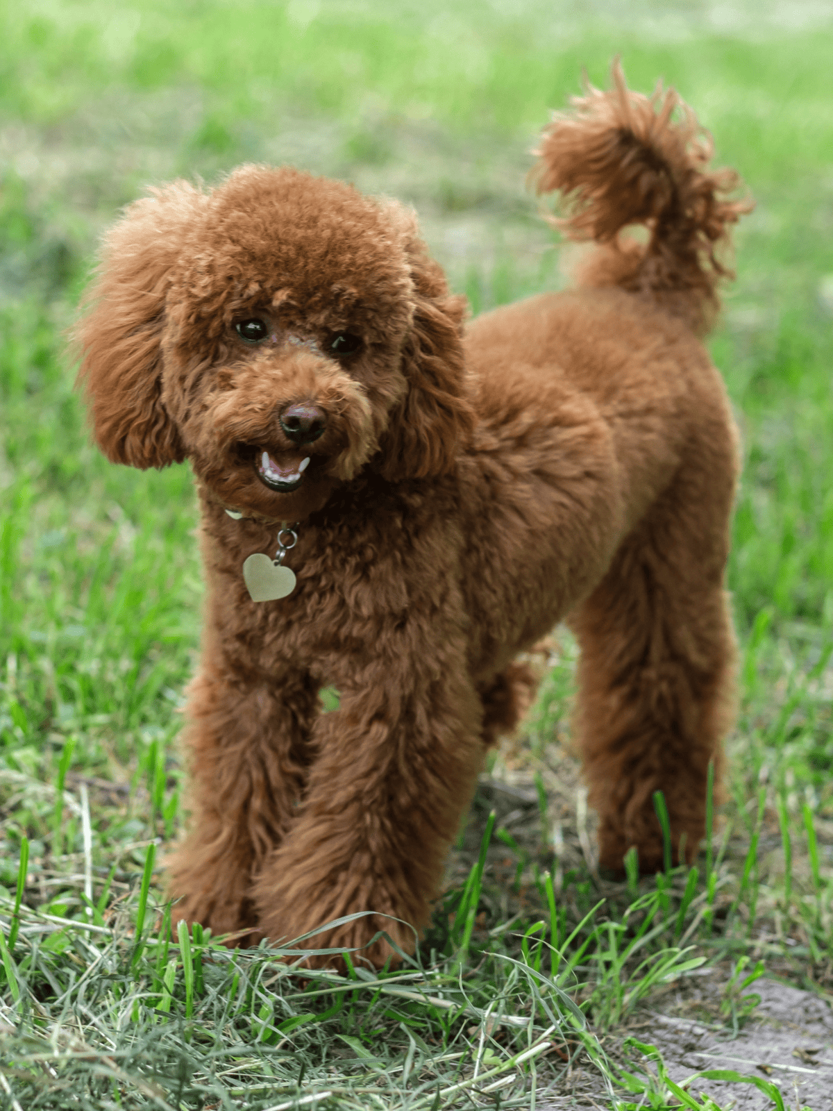 Playful brown poodle puppy standing outdoors in grassy field, happy and curious.