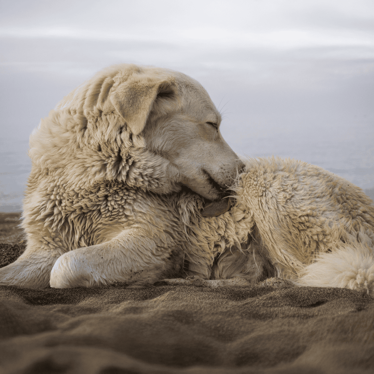 Comfortable dog relaxing by the seaside, showing peaceful and content demeanor.