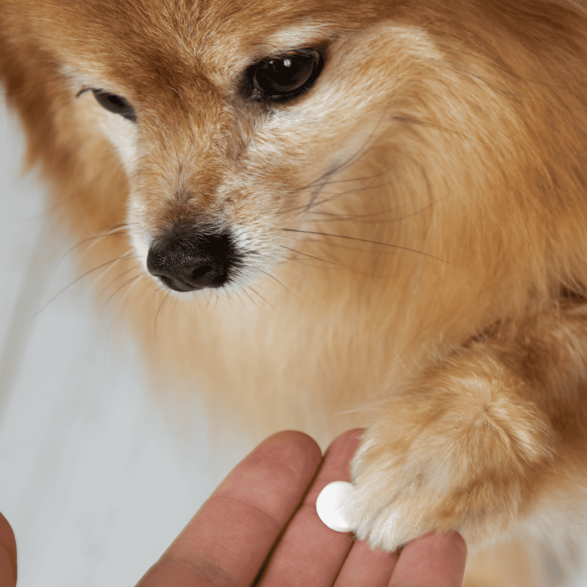 Close-up of a puppy's face during a health check, with a hand holding medication pill near its paw for pet health.