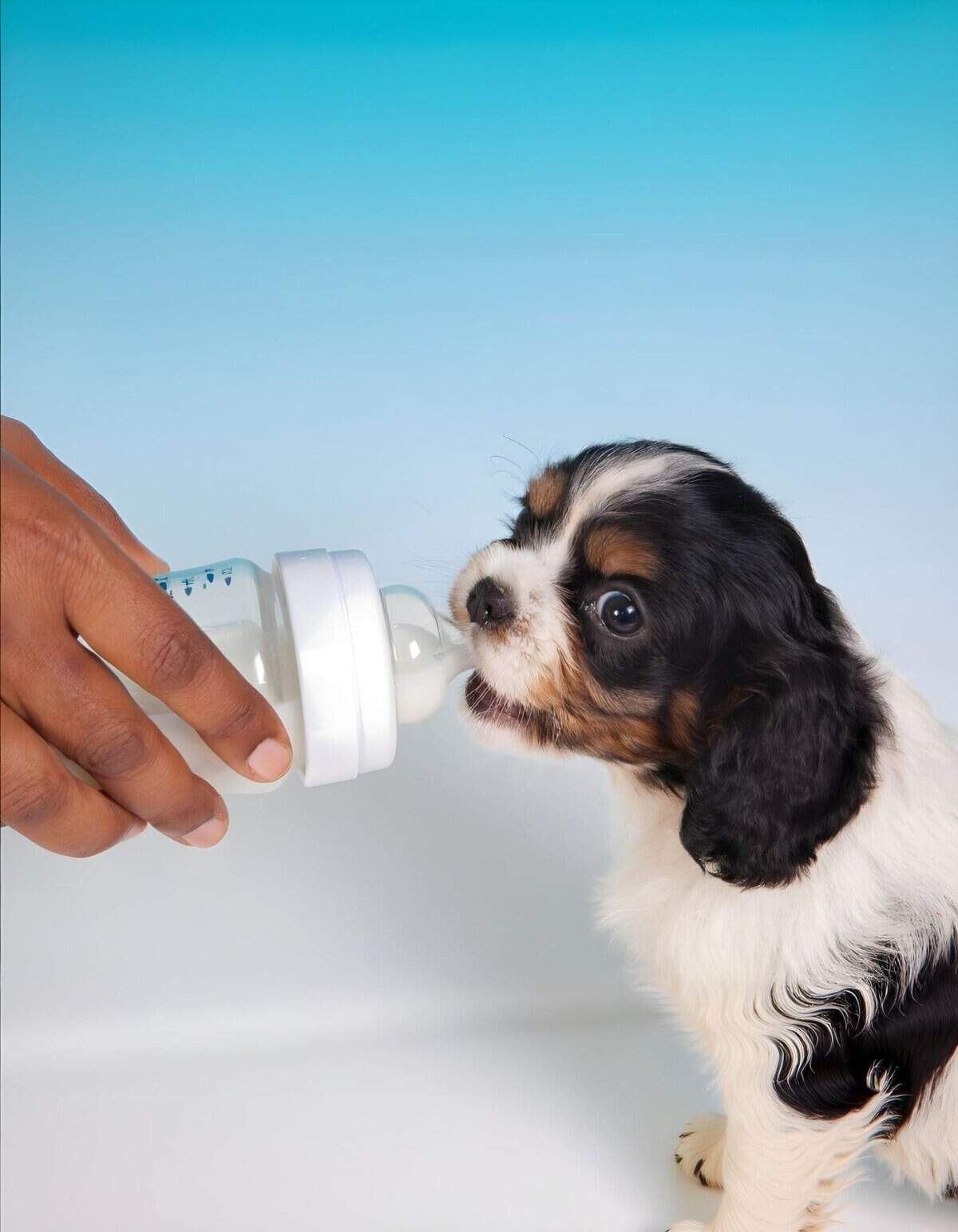 Adorable tricolor puppy drinking from a baby bottle, highlighting dog feeding services.