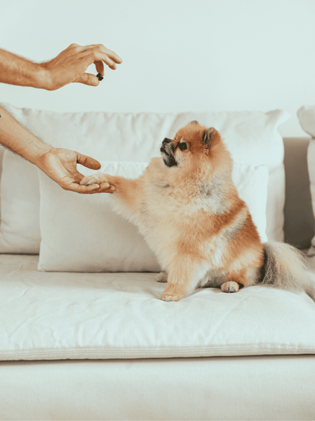 Dog obedience training techniques and tips.