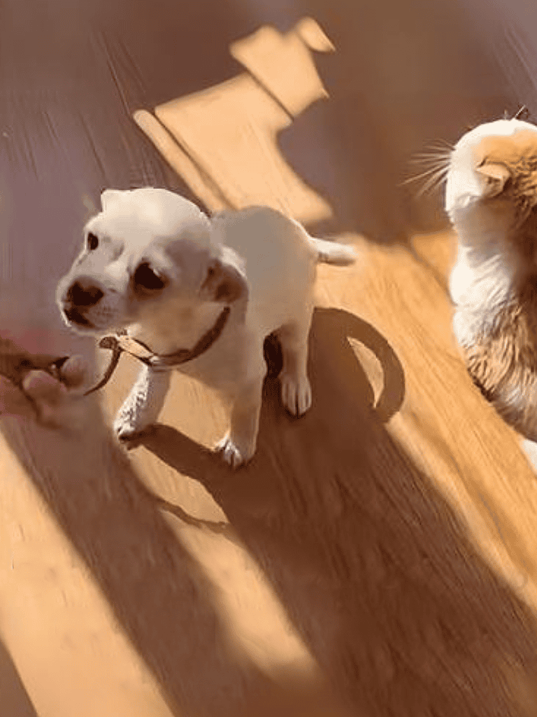 Cute puppy and dog friendship, happy dog interaction, indoor pet activity, adorable young dogs.
