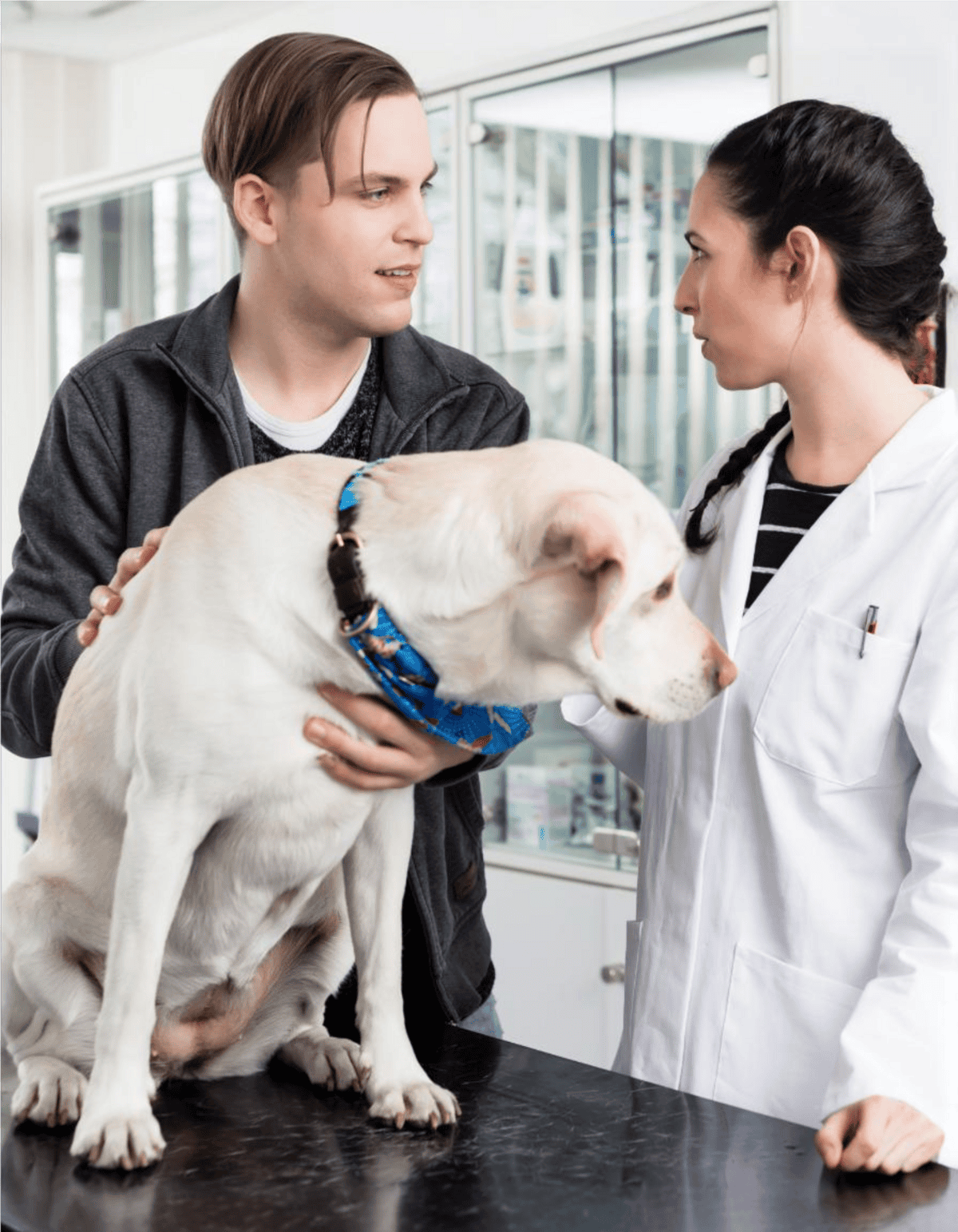 Professional vet examining a Labrador Retriever at veterinary clinic.