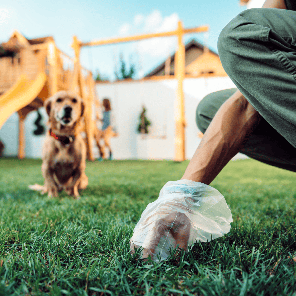 Dog cleaning in backyard, dog trainer, pet grooming, pet health, dog play, outdoor pet care, dog safety tips.