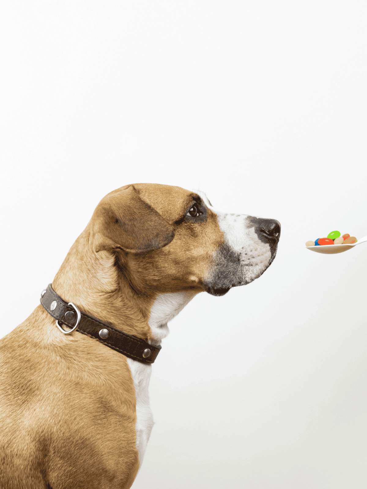 Dog looking at a plate of colorful pills and supplements.