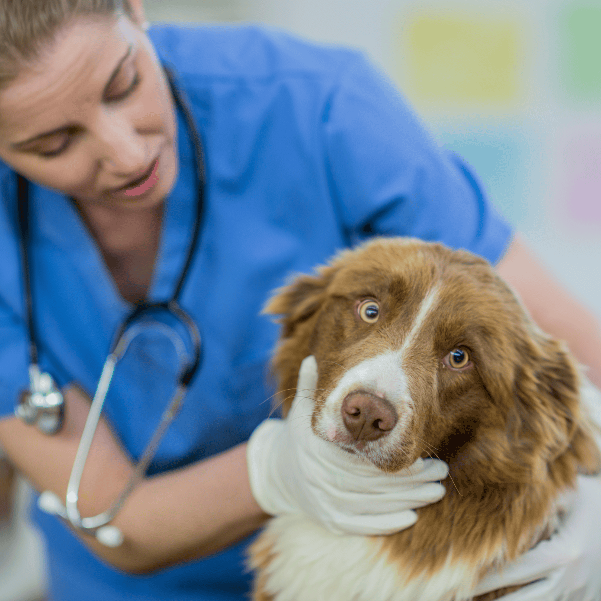 Vet examining a dog with stethoscope, veterinary clinic setting.