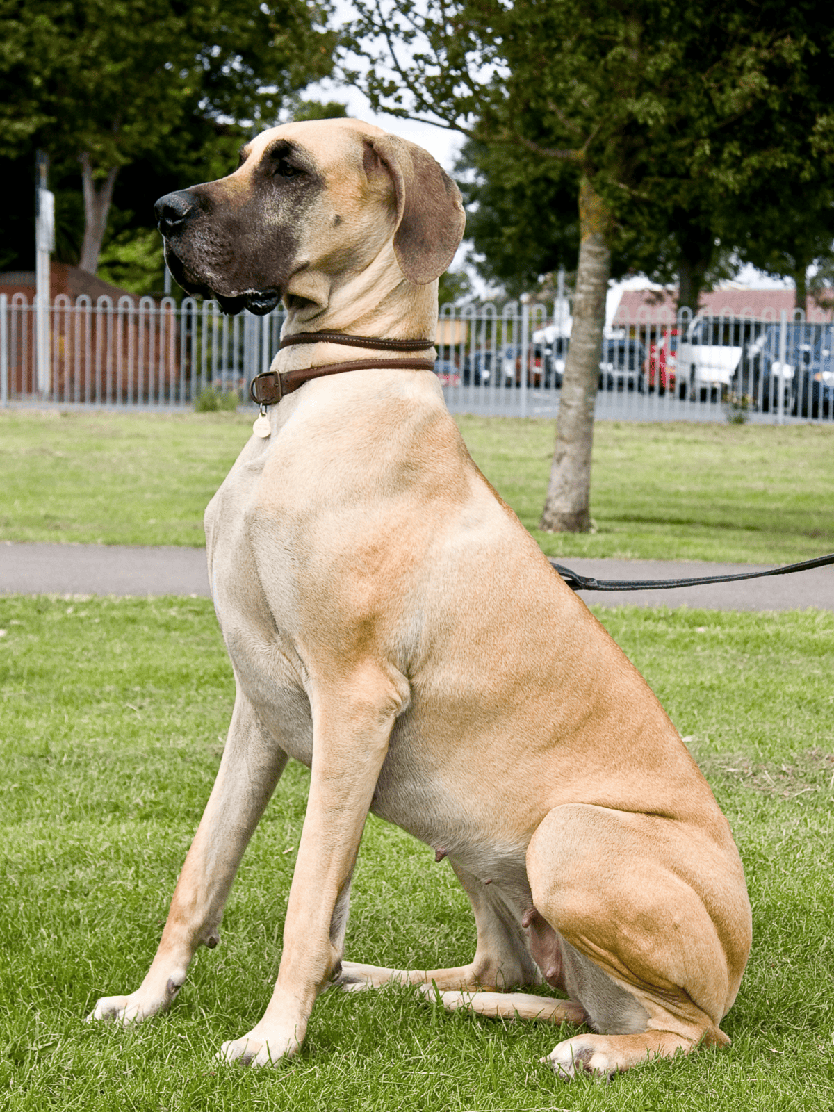 Dog sitting calmly on a grassy area with trees and a fence in the background.