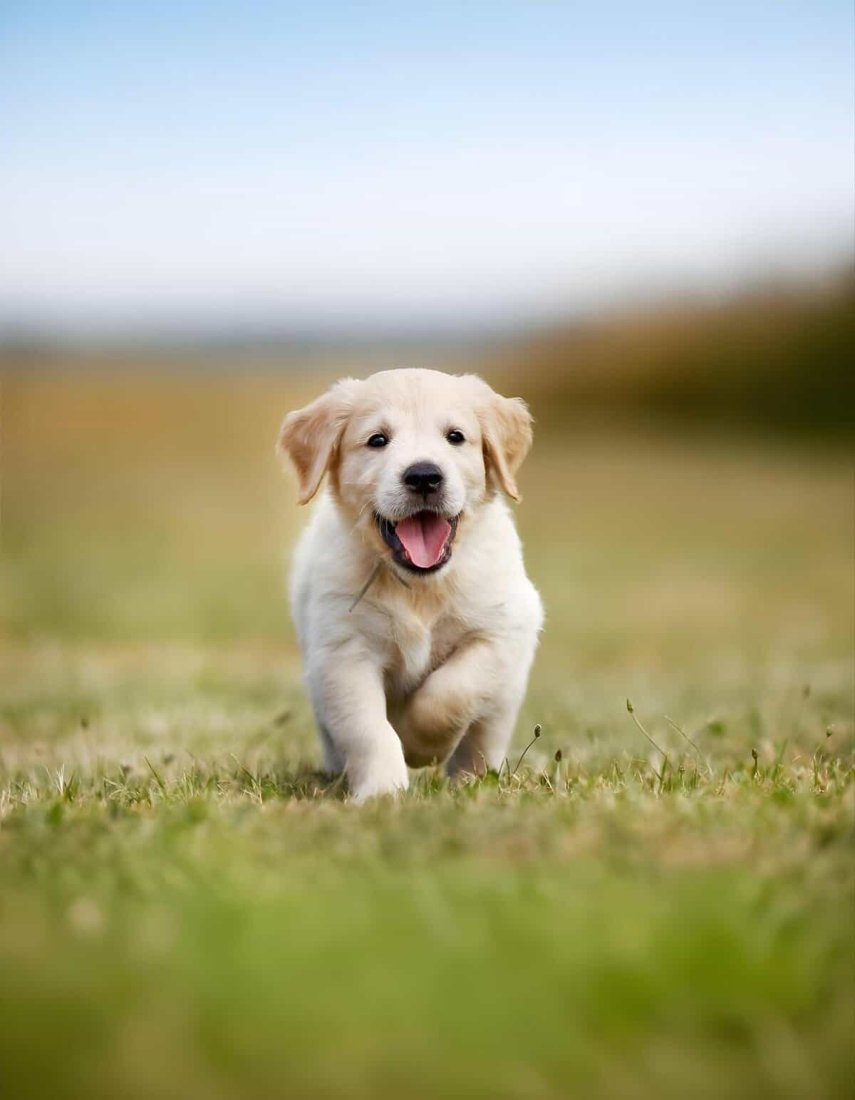 Adorable puppy enjoying nature, perfect for pet care and dog training tips.
