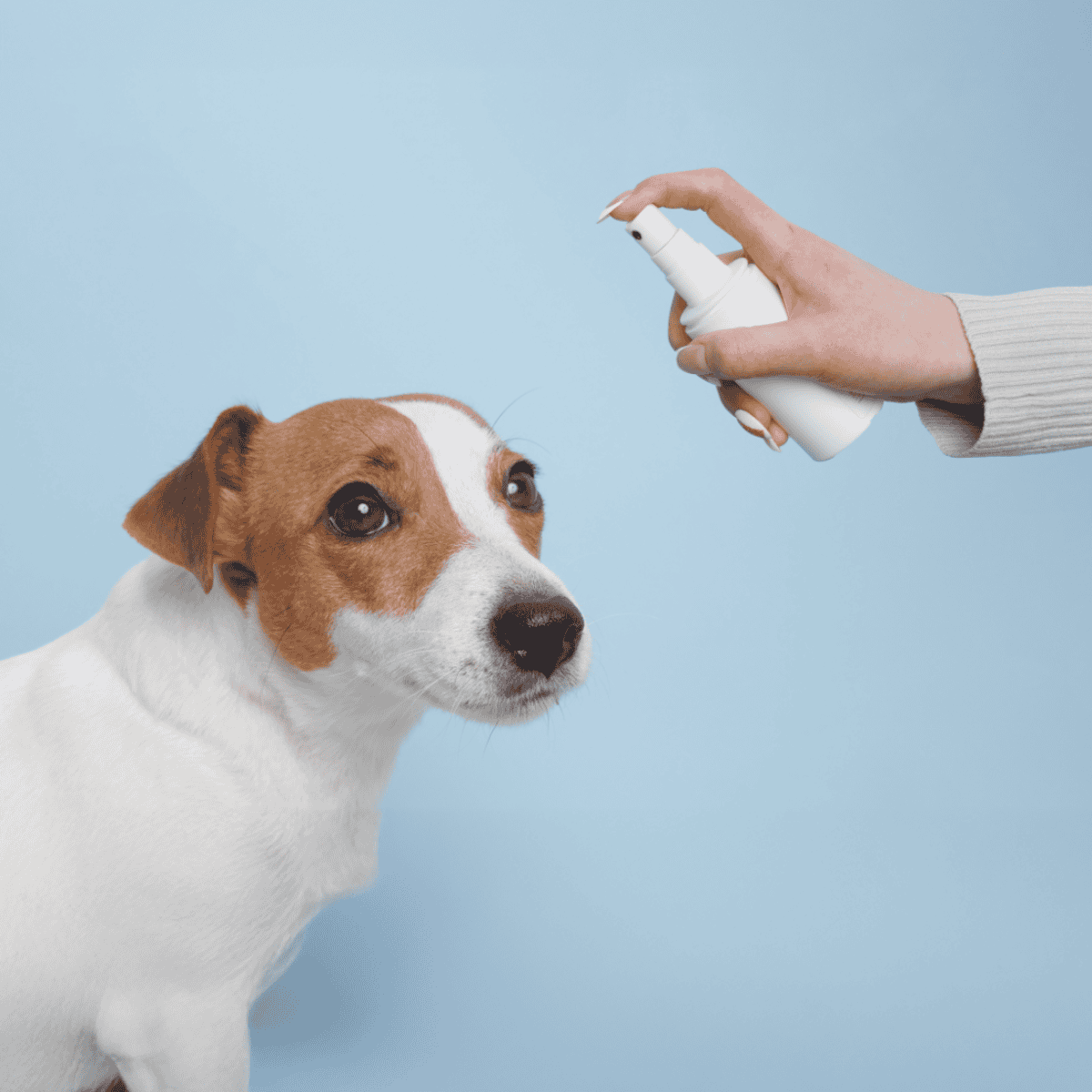 Allergy spray for dogs, pet allergy relief, dog skin allergy treatment, Dogfix products for allergy issues.