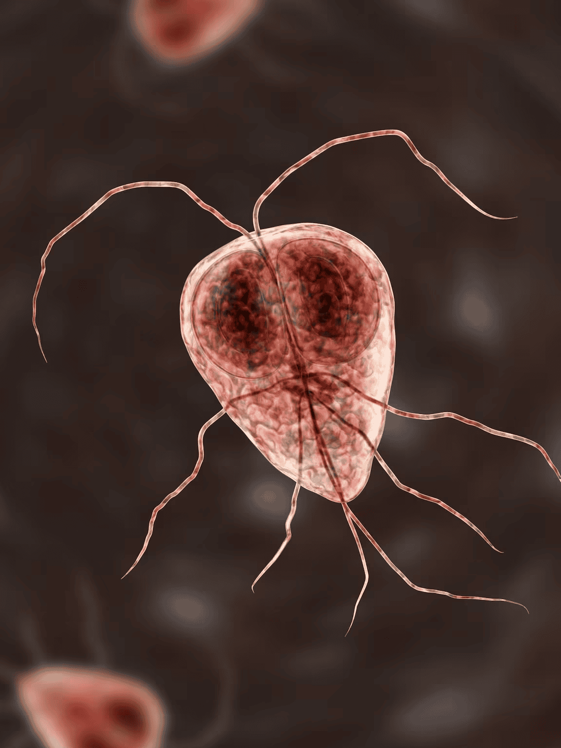 Close-up of a dog parasite, showing Toxoplasma gondii with hair-like structures, microscopic view.