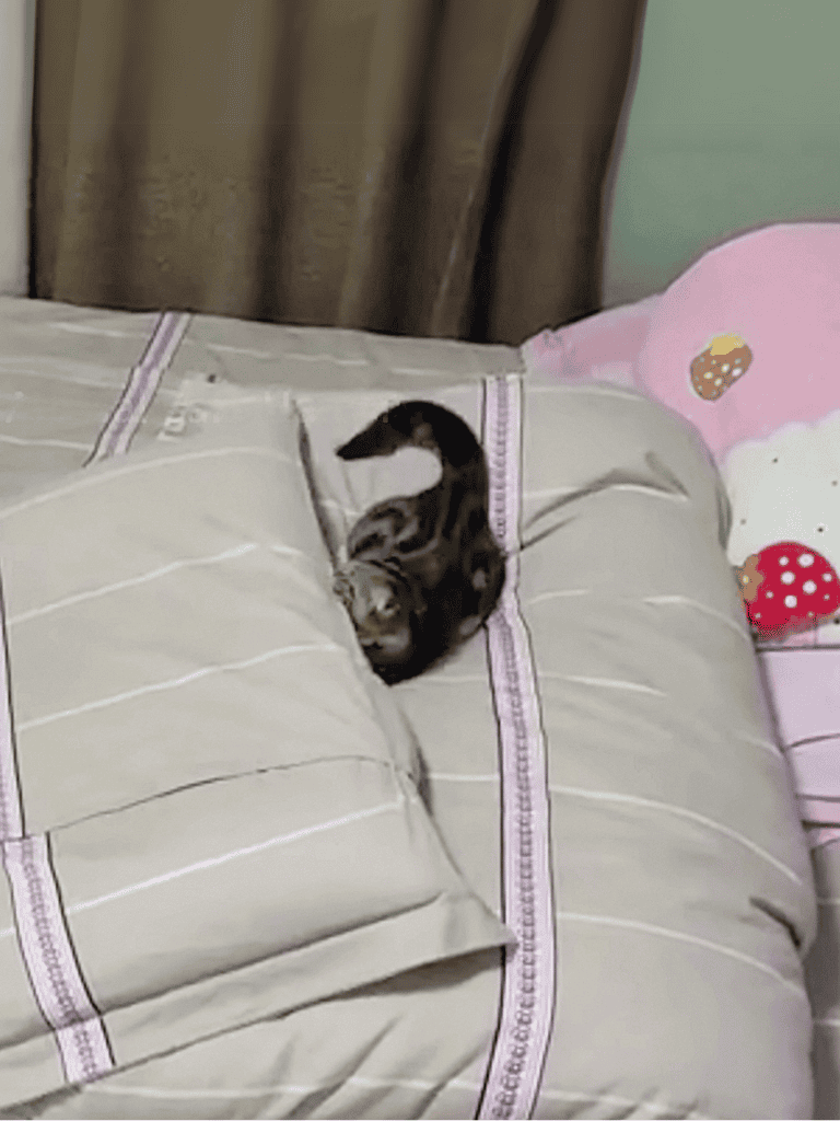 Adorable kitten stretching and exploring on bed with cushions and plush toys, perfect for pet lovers.