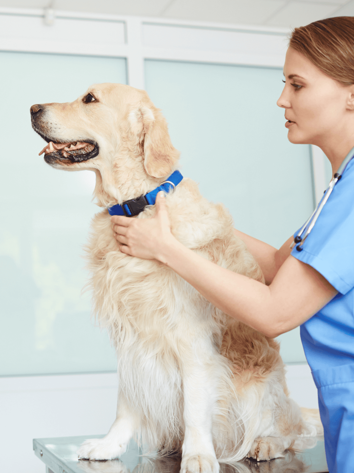 A veterinarian examining a golden retriever, ensuring the dog’s health and well-being in a modern vet clinic.