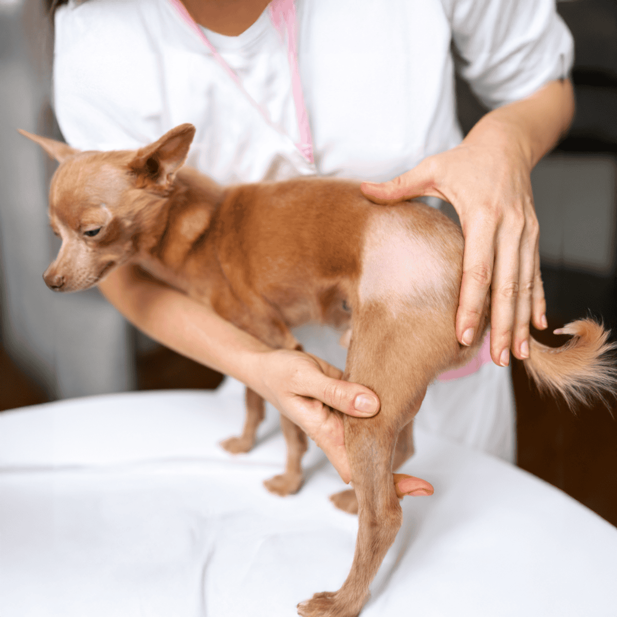 Dog vet being examined at a pet clinic with a veterinarian's hands checking a small dog's hindquarters.