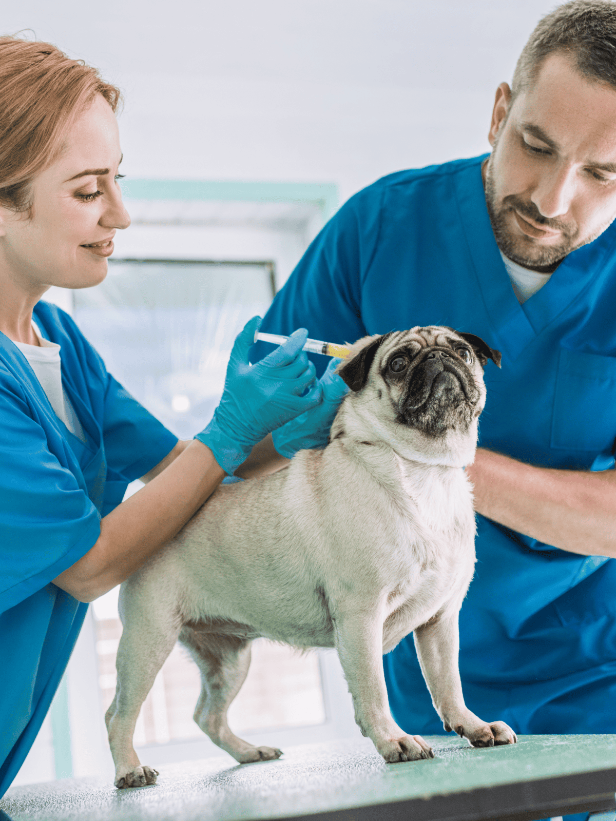 A veterinarian giving a vaccination to a pug at a pet care clinic. Professional veterinary services for dogs.