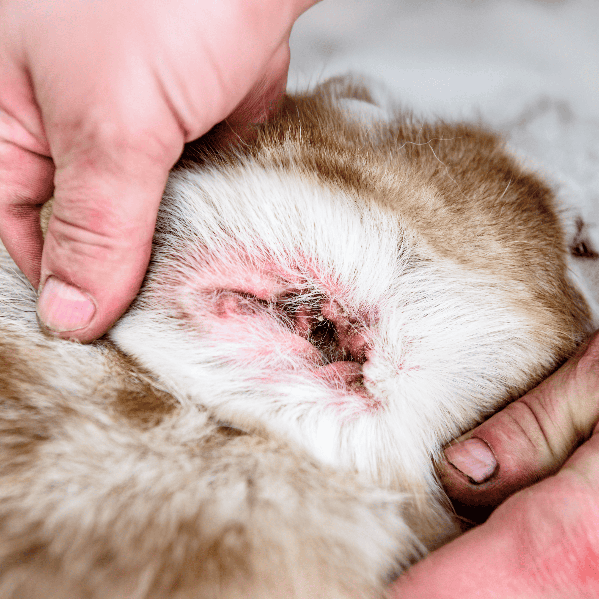 Close-up of a dog’s skin condition with a veterinarian’s hand inspecting an irritated area around the nose and mouth for skin issues or infections.