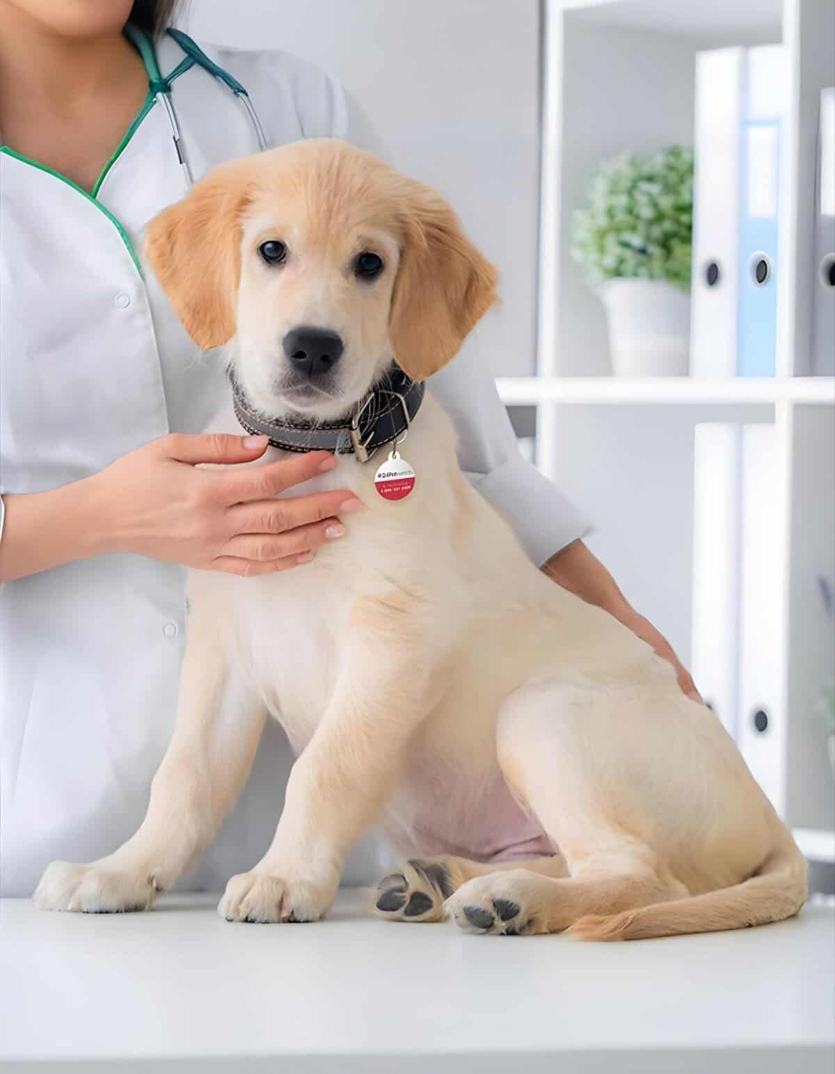 Adorable puppy at vet visit for health examination and wellness check.
