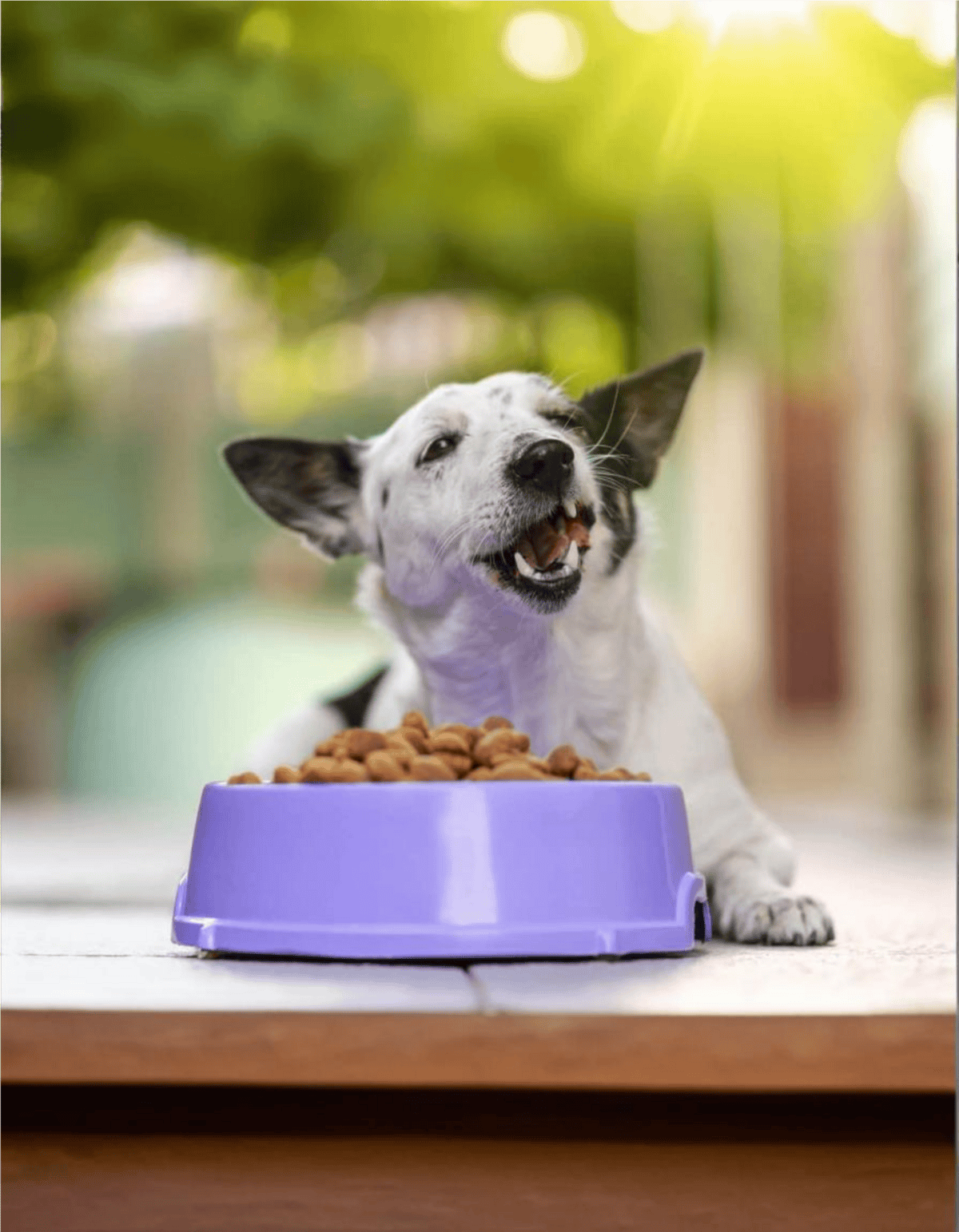 Happy dog with a purple food bowl and kibble in a lush outdoor setting.