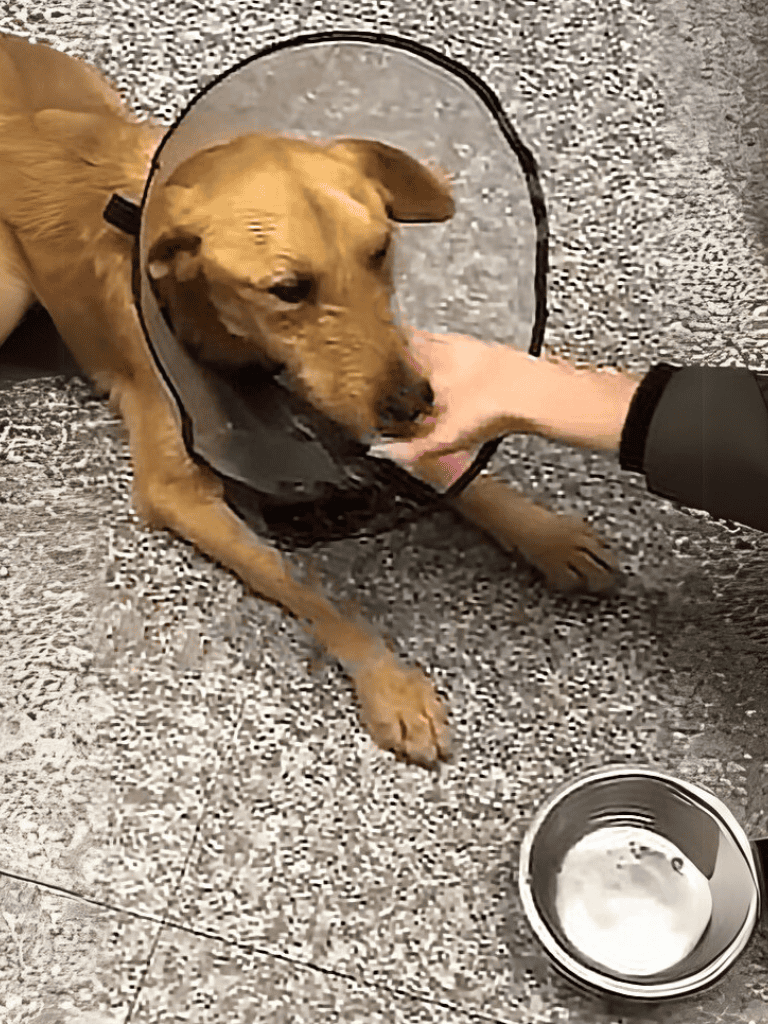 Dog with cone collar, being comforted by owner, veterinary care, pet health support.