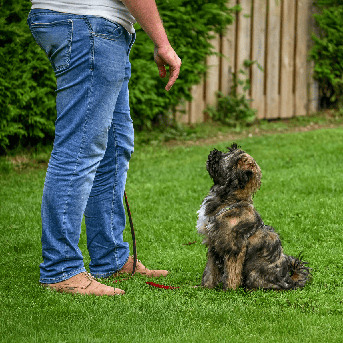 Friendly dog sitting attentively during training session.
