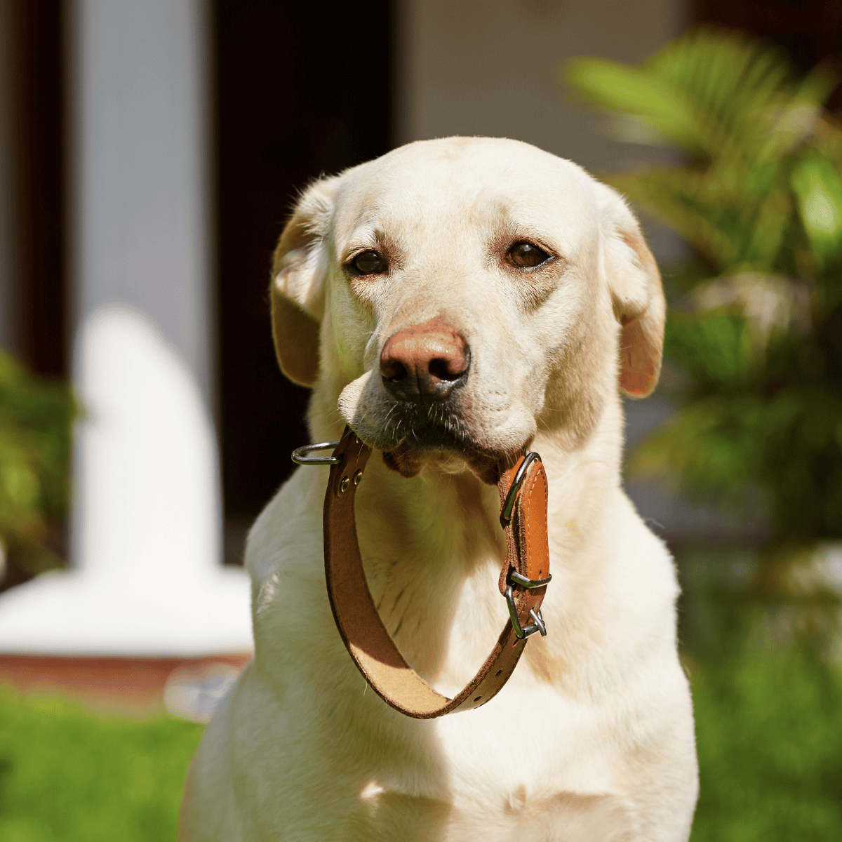 Friendly Labrador Retriever with collar, enjoying outdoor sunlight.