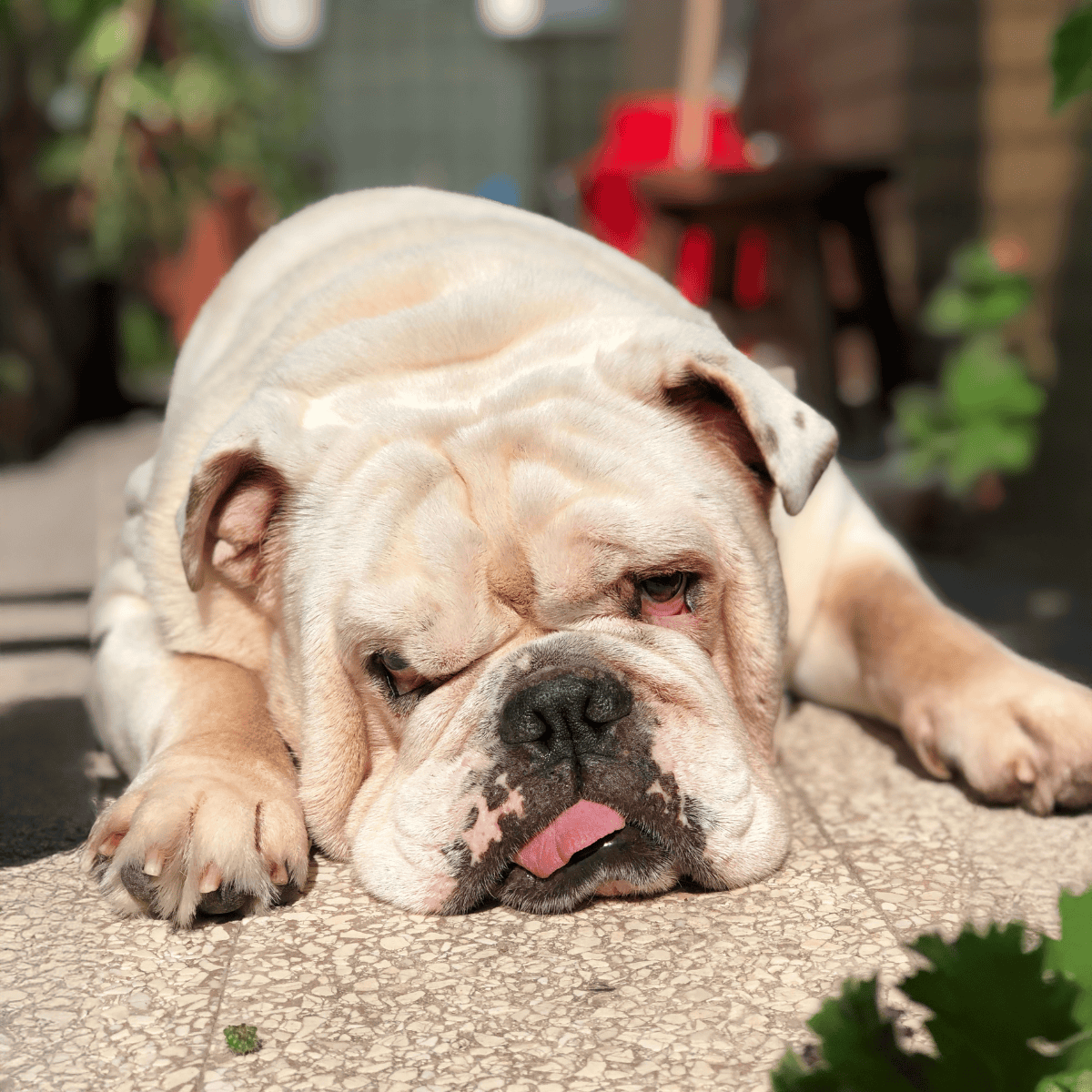 Image of a sleepy bulldog lying on a patio with a lush garden background.