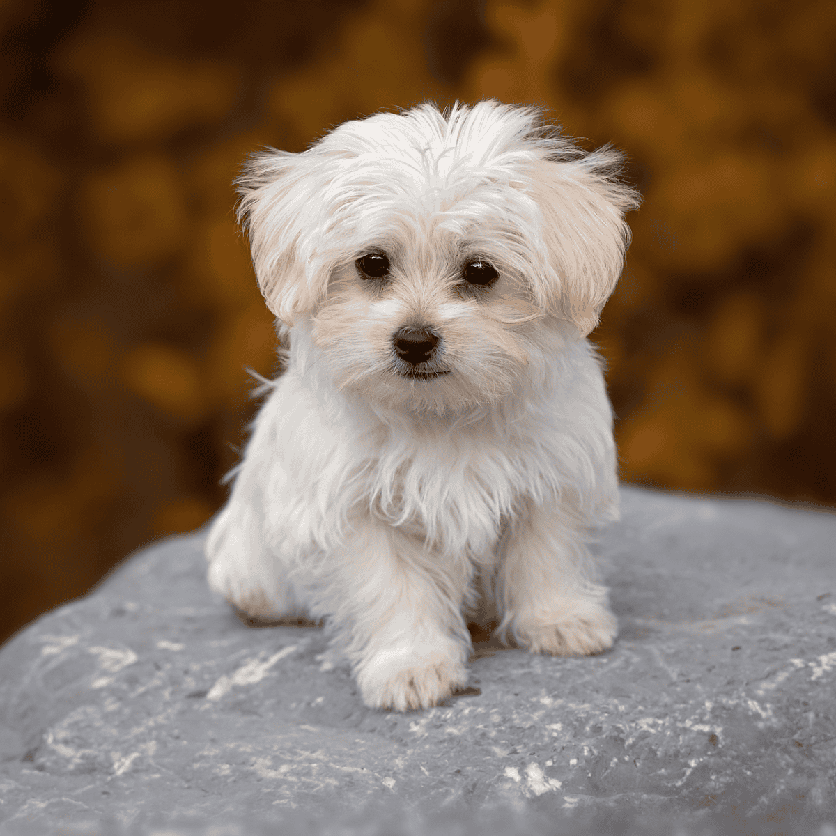 Adorable white Maltese puppy standing on a rock with blurred fall foliage background.