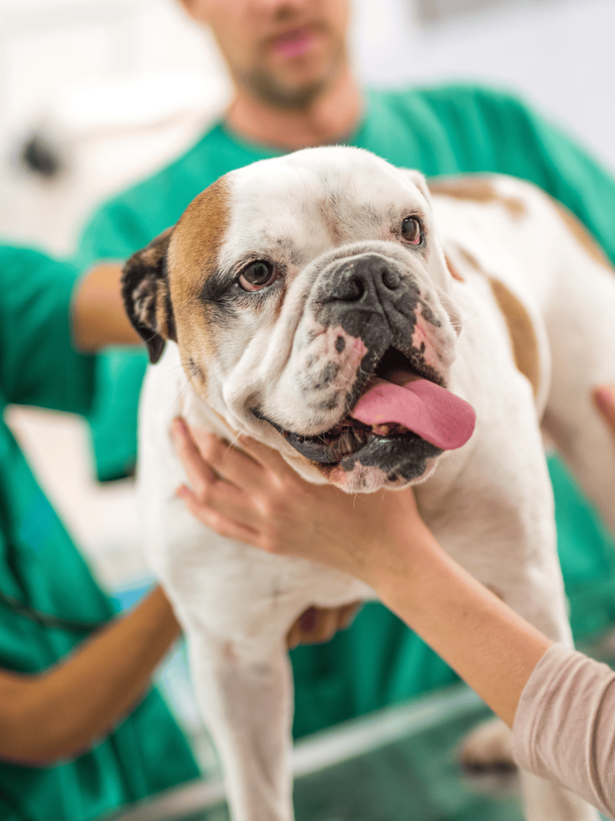 Close-up of a friendly bulldog during a veterinarian exam, emphasizing pet health and wellness services.