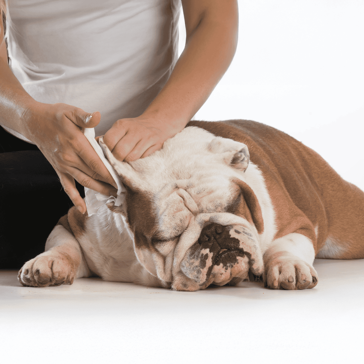 Close-up of a Bulldog getting a professional grooming session, emphasizing pet grooming services at Dogfix.