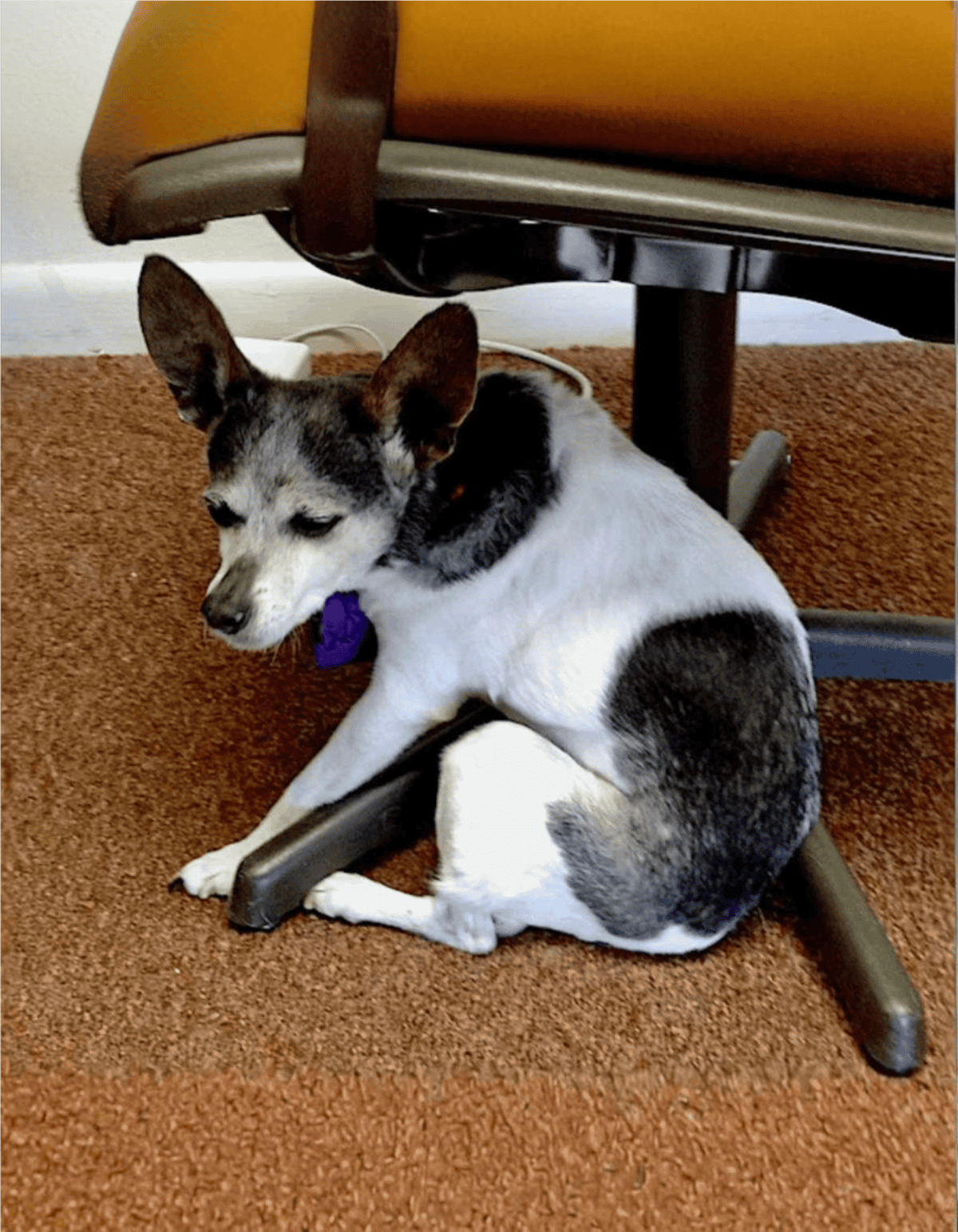 Adorable puppy sleeping under office chair, comfortable and relaxed on brown carpet.
