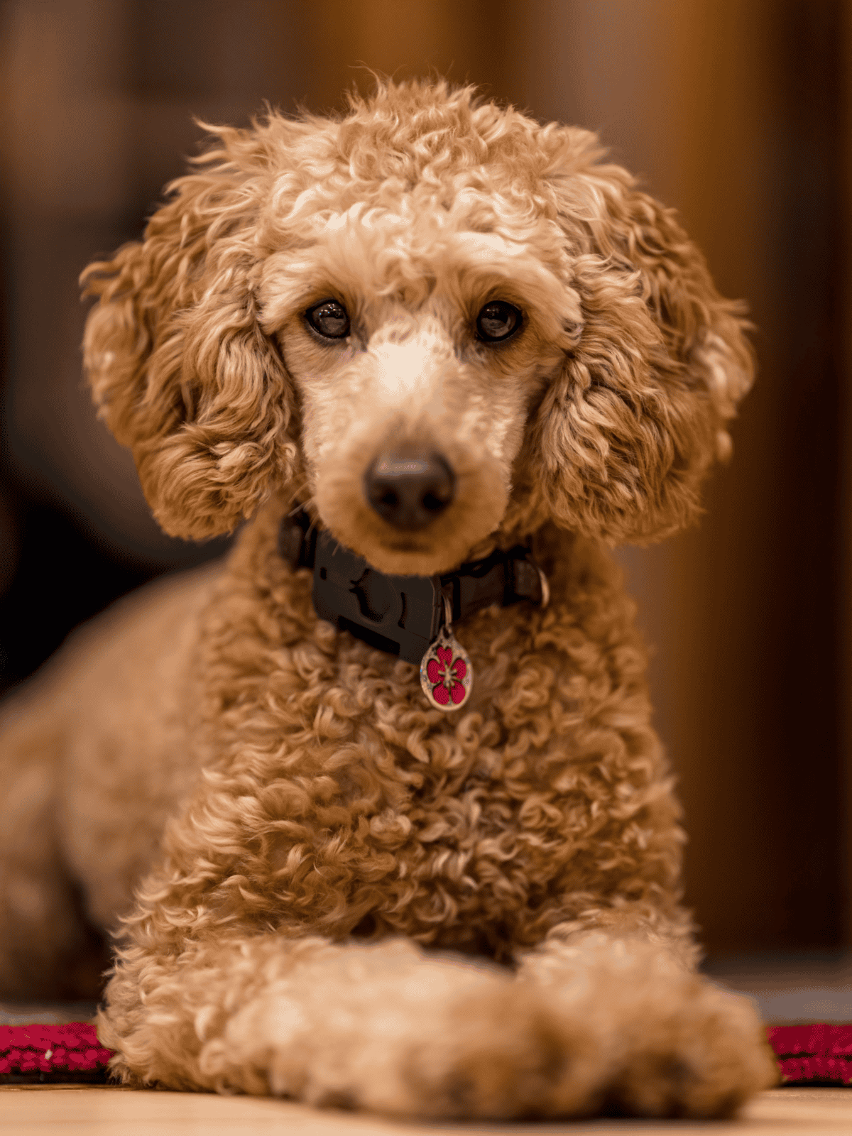 Cute poodle puppy, curly coat, resting inside, perfect for pet lovers and dog care.