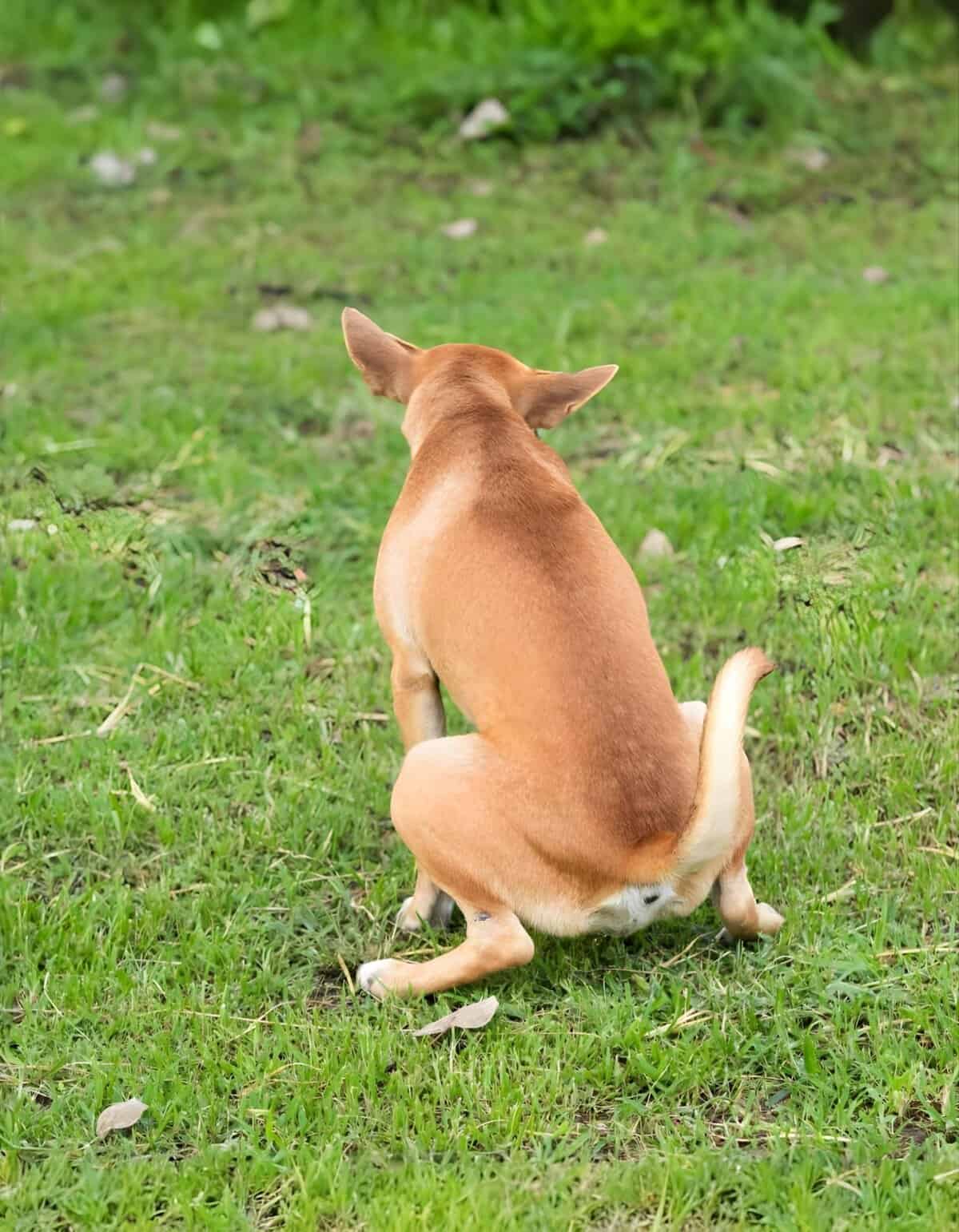 Dog sitting outdoors on green grass, a cute pet enjoying playtime.