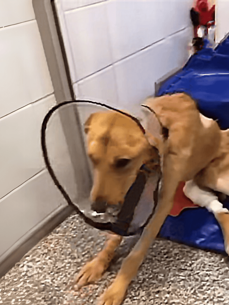Dog wearing a protective cone after surgery, aid in healing and prevent licking.