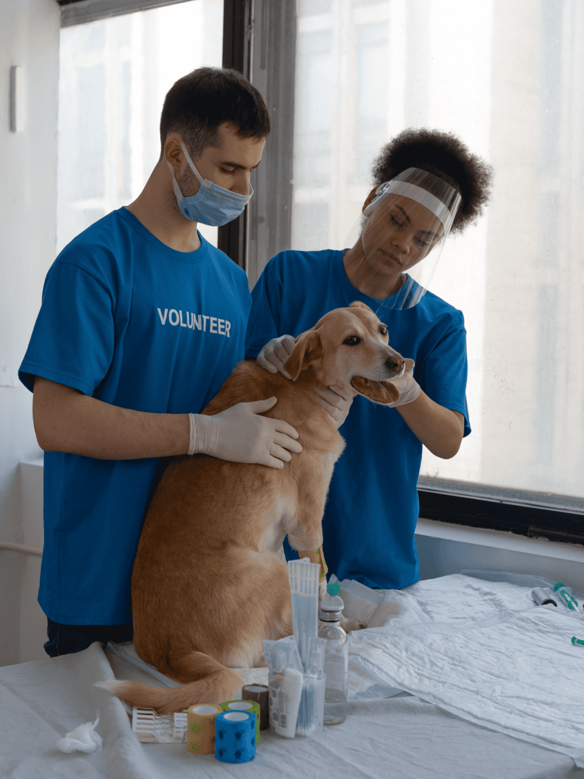Caring volunteers provide veterinary support for dogs in need at a shelter.