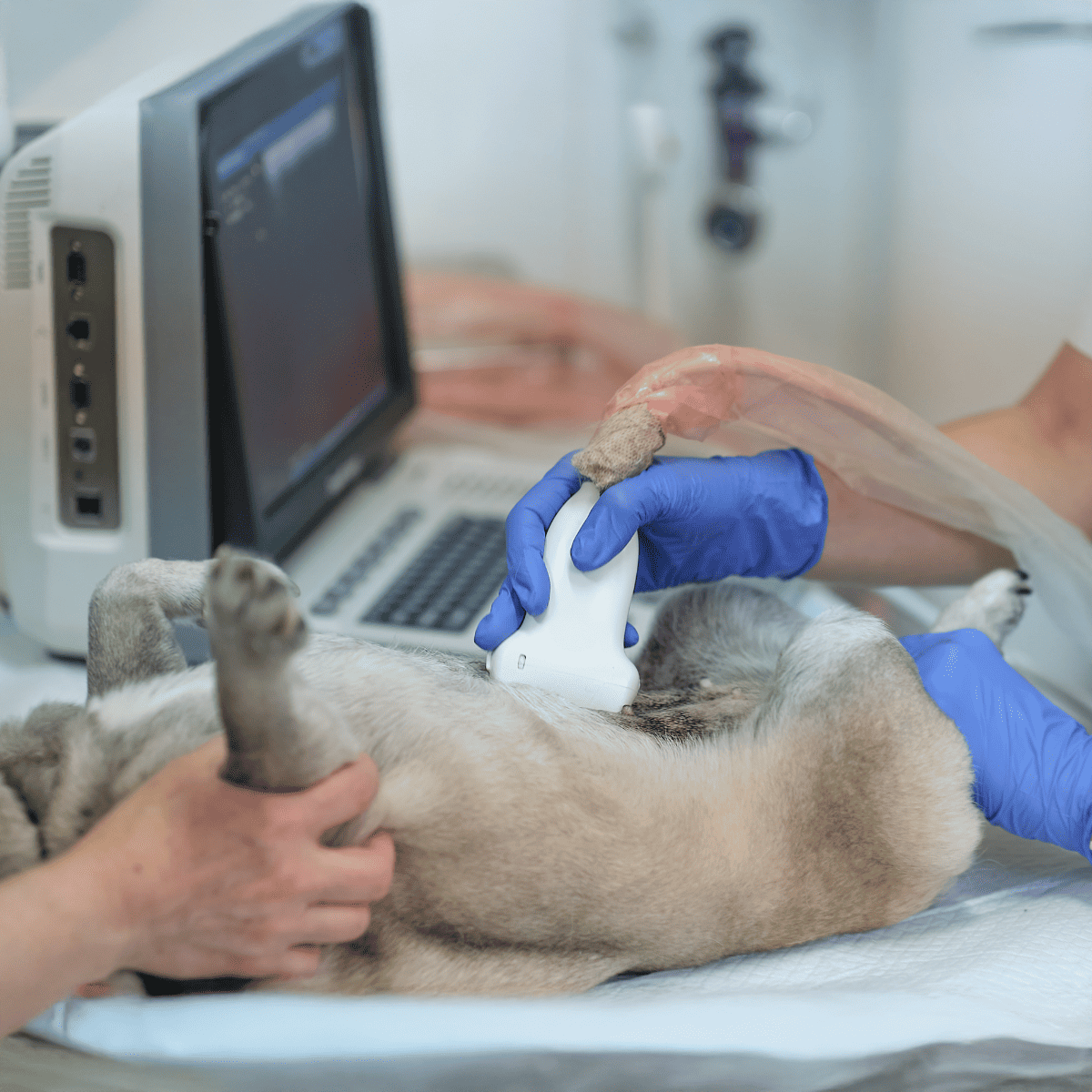 Dog ultrasound exam performing in a veterinary clinic for health checkup and diagnostics.