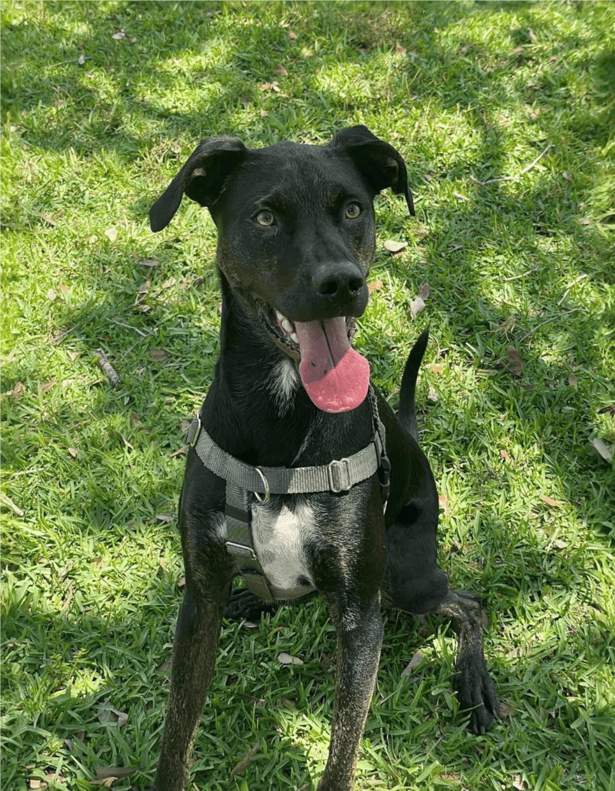 Adorable dog enjoying outdoor play in a grassy park, perfect for active dogs.