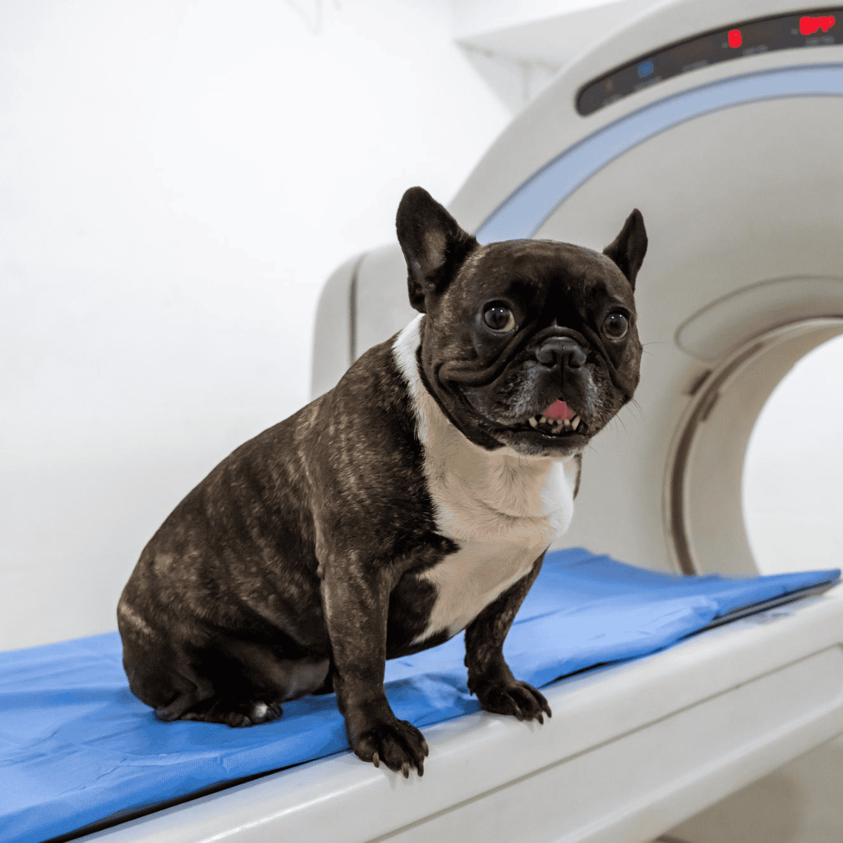 High-quality dog MRI scan for veterinary diagnosis at Dogfix.com, trusted pet medical imaging services.