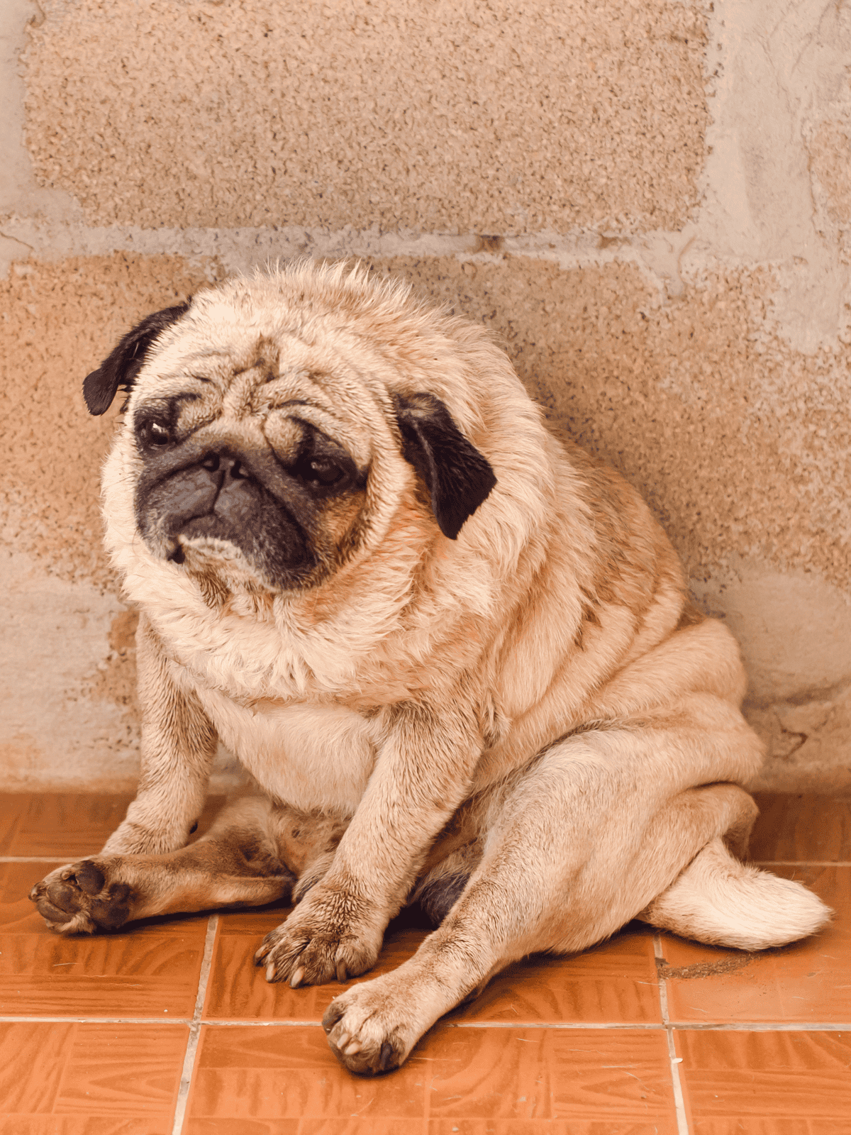 Cute pug sitting on tile floor near brick wall, showcasing adorable dog breed for pet owners.