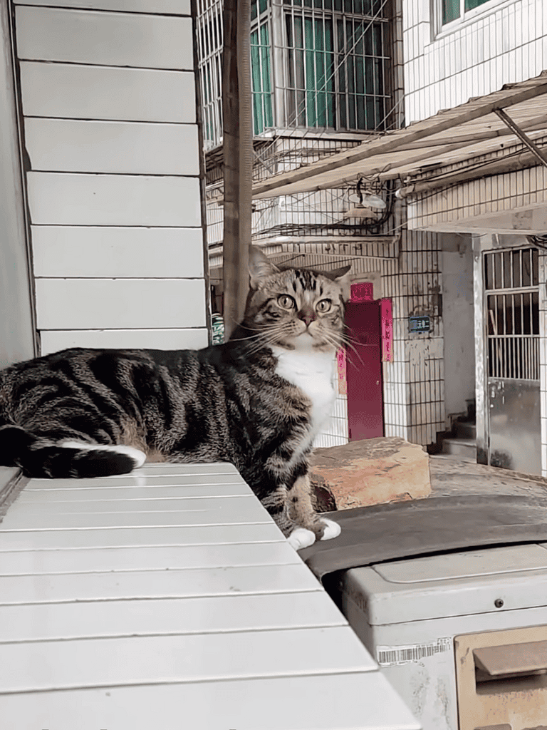 Adorable domestic cat sitting on a rooftop in an urban setting, looking curious.