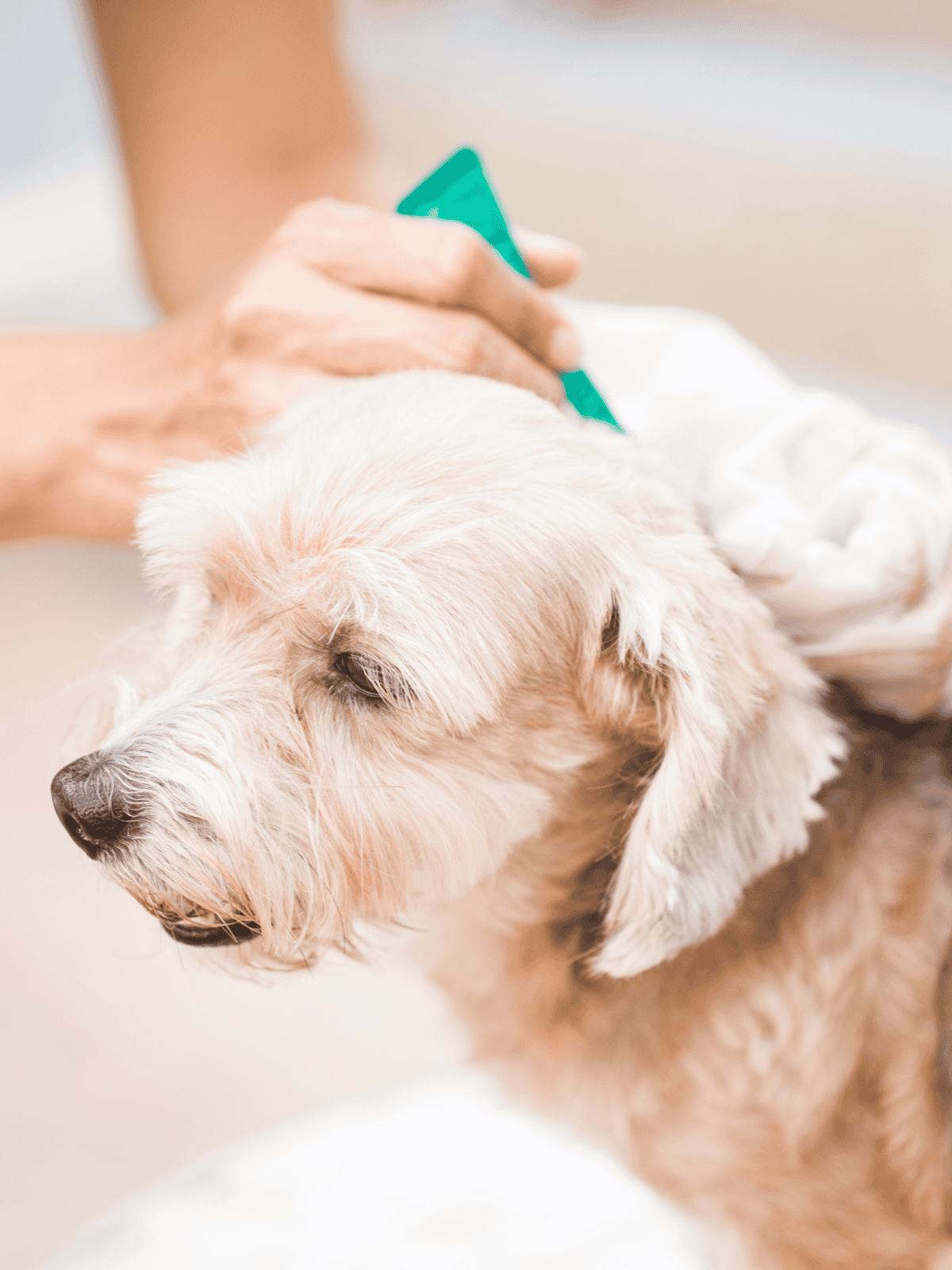 Dog receiving vaccination or health checkup.