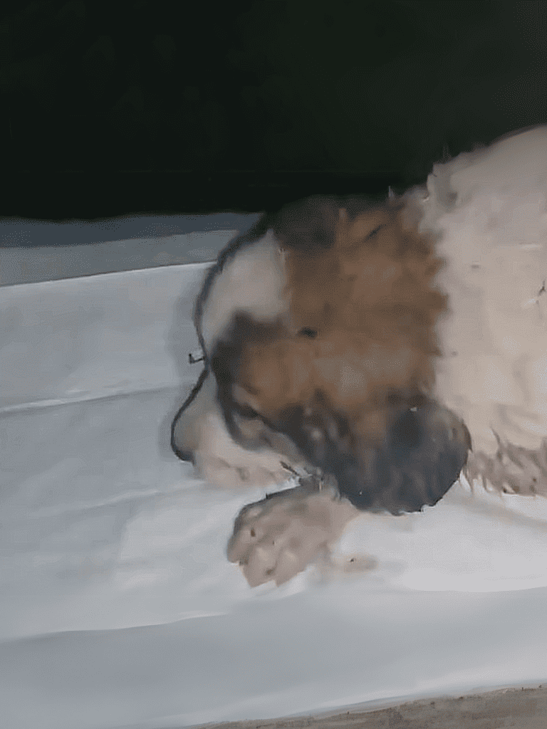 Adorable puppy resting on the floor, showcasing a cozy moment.