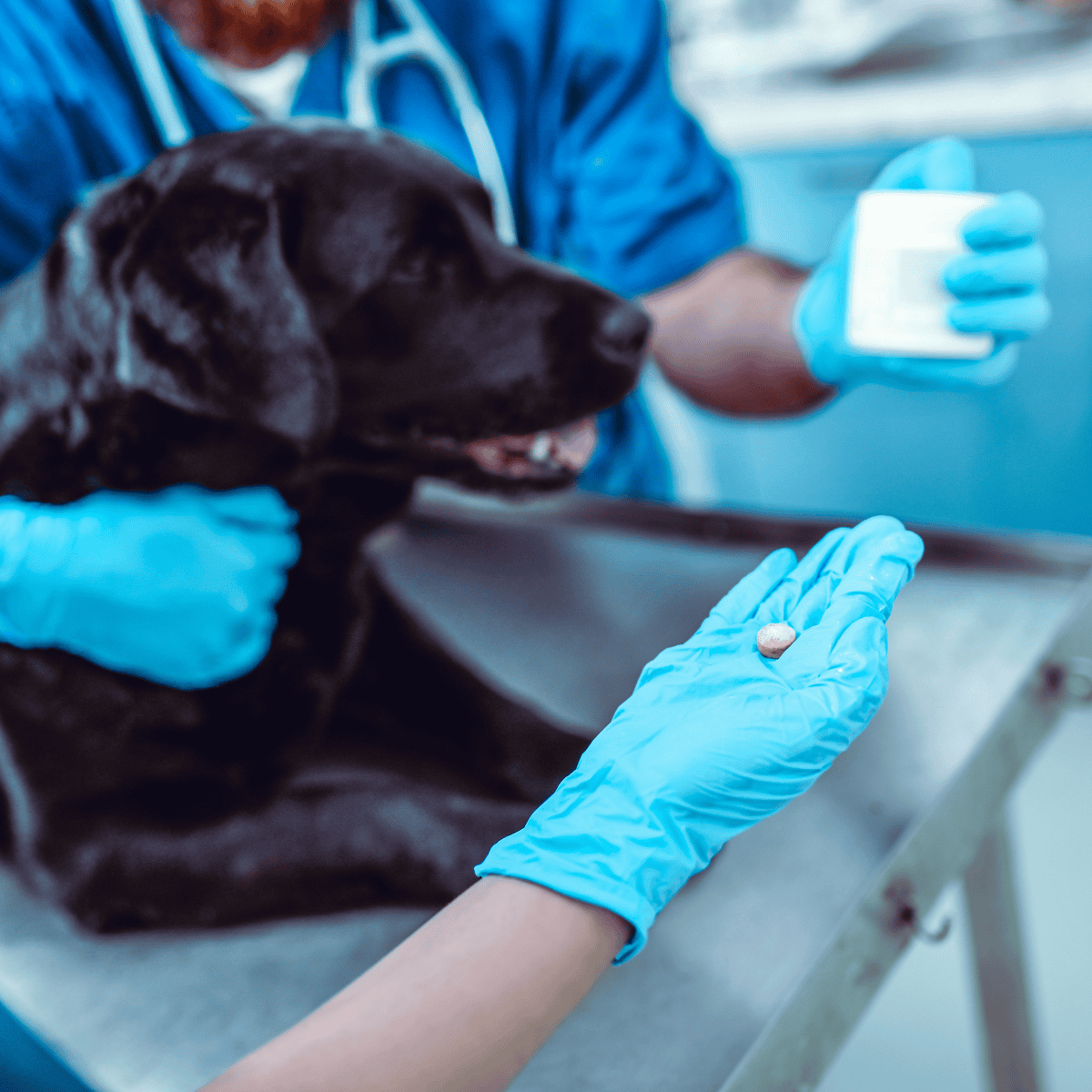 Close-up of a veterinarian diagnosing a dog at an emergency veterinary clinic with medical tools.