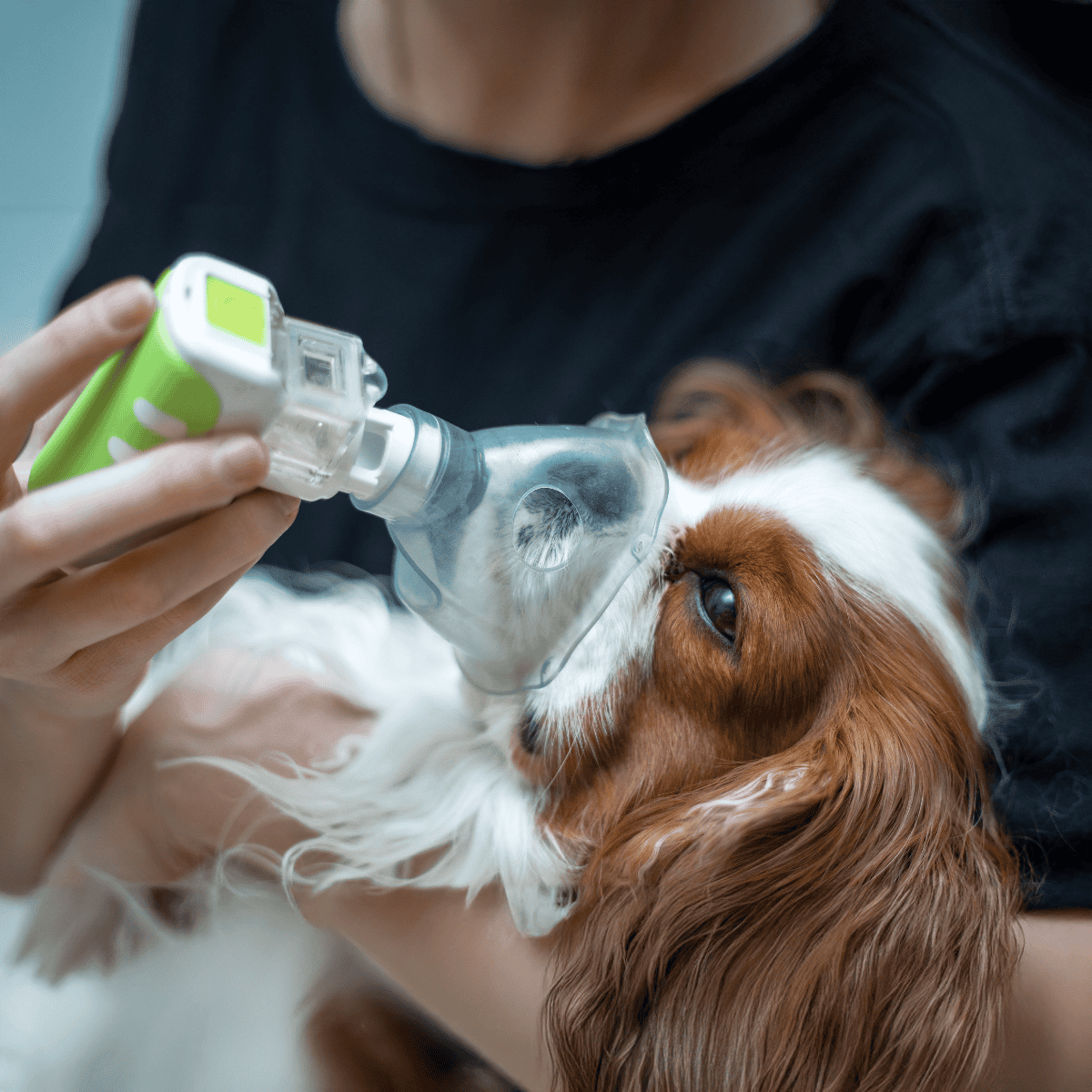 Image of a veterinarian administering oxygen to a Cavalier King Charles Spaniel using a pet oxygen mask.