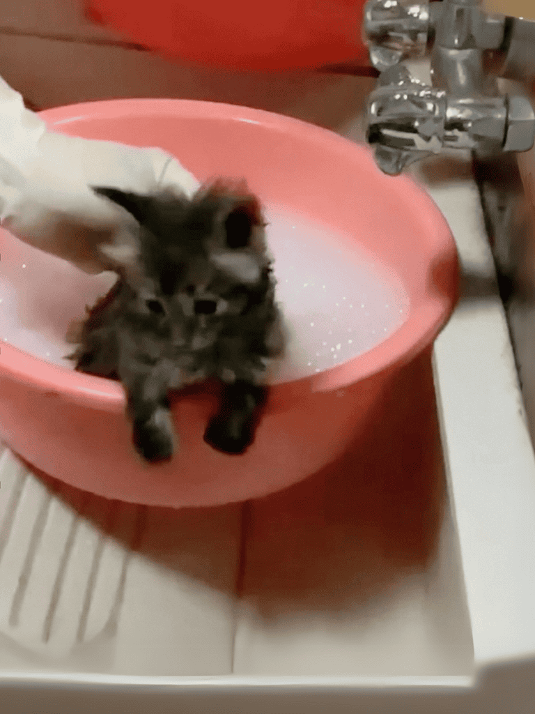 Pet grooming scene with adorable kitten in pink bath tub.