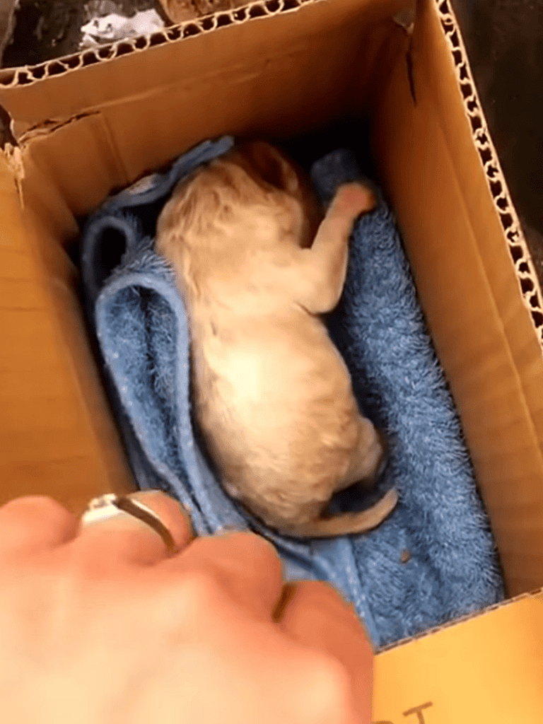Adorable puppy sleeping in a cozy box on a soft towel. Perfect for puppy care and comfort.