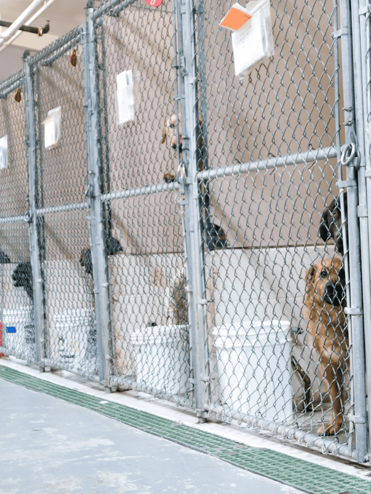 Secure dog kennels at a pet boarding facility with dogs waiting attention, offering safe environment for pets.